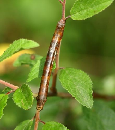 Ectropis crepuscularia